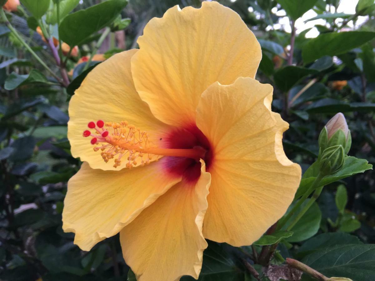 Mediteranean Style Ohana Rental / Garden Bungalow In Pahoa Honolulu Landing Εξωτερικό φωτογραφία